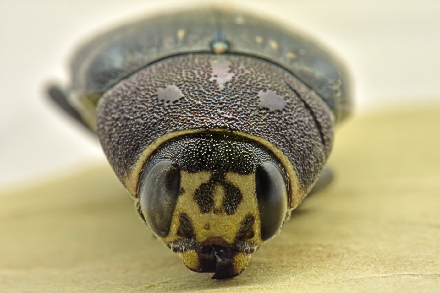 Buprestidae: Buprestis sp.? S, B. cupressi